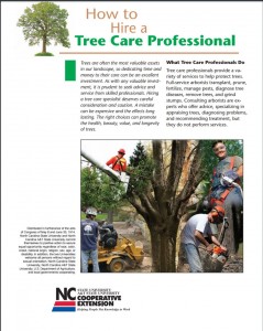 Cover photo for Tips for Hiring a Tree Care Expert