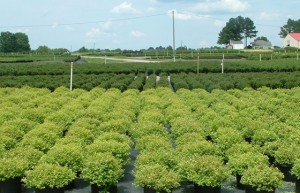 NC Nursery Crops resources related to Hurricane Matthew recovery