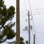 Power pole with tree limbs