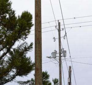 Power pole with tree limbs